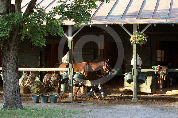 saratoga morning