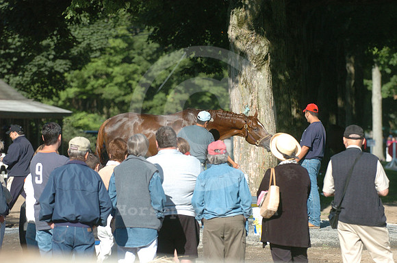 saratoga morning