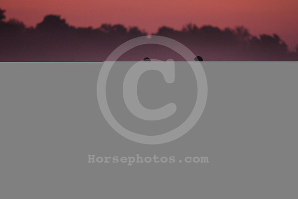 saratoga morning