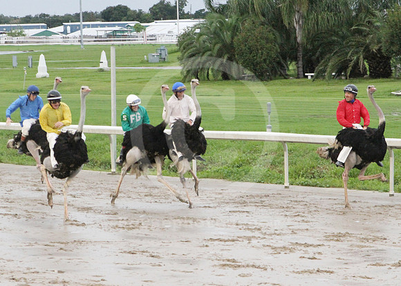fairgrounds_ostrich01_lh