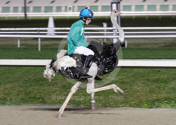 fairgrounds_ostrich03_lh