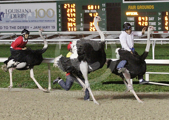 fairgrounds_ostrich04_lh