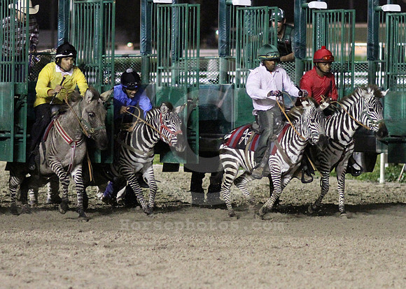 fairgrounds_zebra01_lh