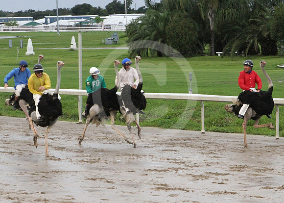 Ostrich_race01