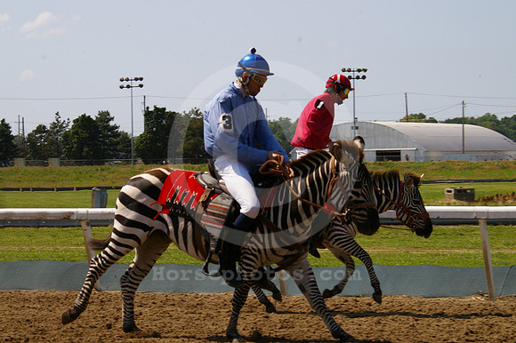 Zebra_Racing01