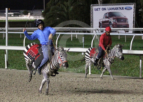 fairgrounds_zebra02_lh