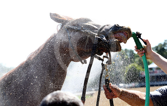 saratoga racing action