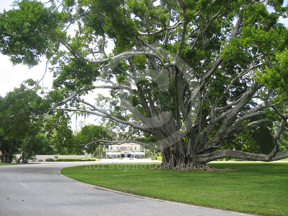 hialeahpark160_hr