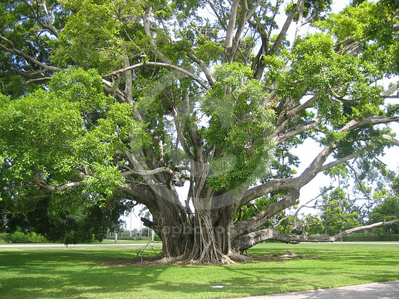 hialeahpark155_hr