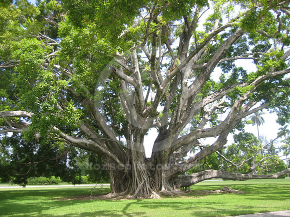 hialeahpark156_hr