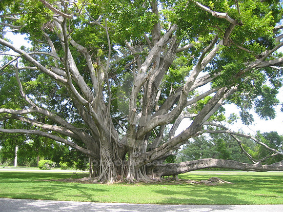 hialeahpark157_hr