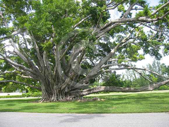 hialeahpark158_hr