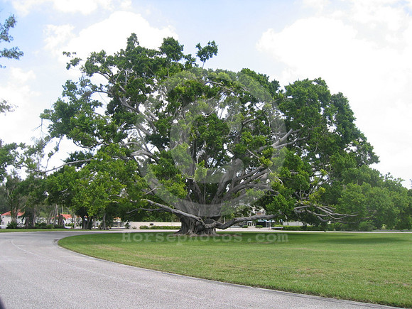 hialeahpark40_hr