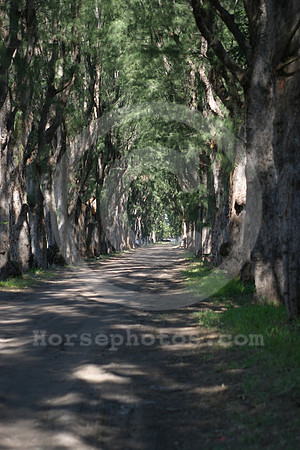 hialeahpark2009_13_gg