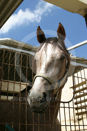 calder_wilma09_eg