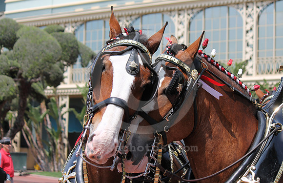 santaanitaderbyday01_cg