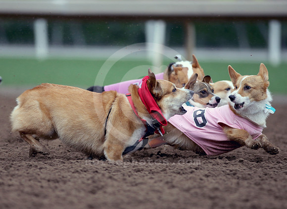 2019corgiraces06_cg