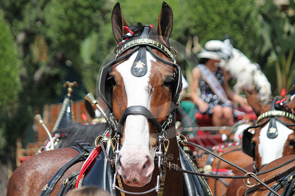 santaanitaderbyday02_cg