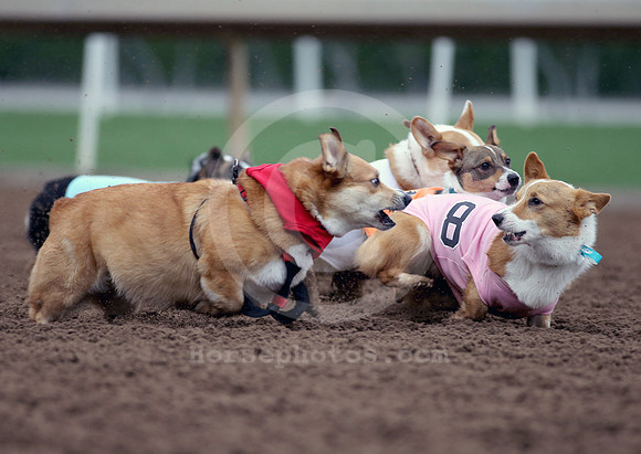 2019corgiraces05_cg