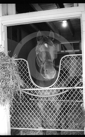 alydar03