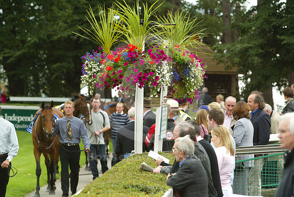 leopardstown_paddock01_fs