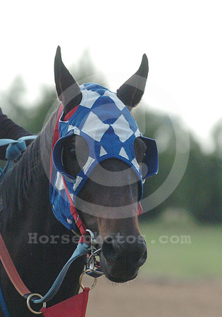 blinkers06_hr