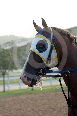 blinkers12_hr