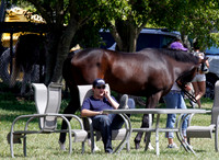 palmmeadows14_em