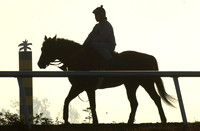 palmmeadows04_jd