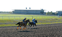 palmmeadows16_em