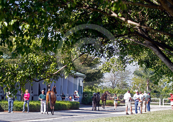 palmmeadows17_em