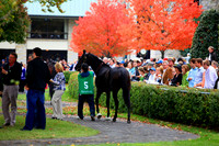 keeneland_fall09_tt.jpg