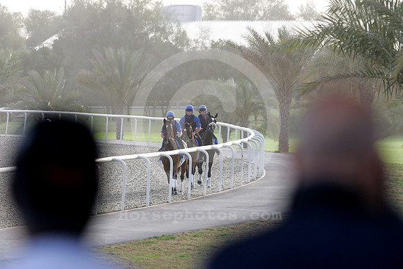 godolphin_horses32_fs