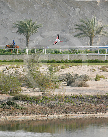 flamingo_alquoz_1