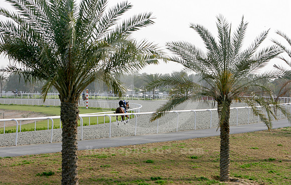 horses_alquoz01