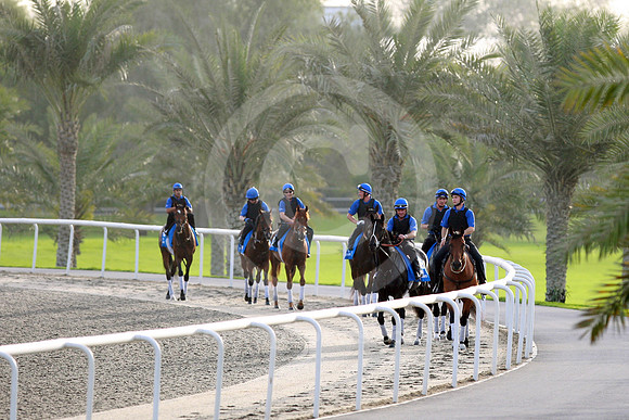 godolphin_horses35_fs