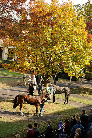 keeneland_fall2011_02_hr
