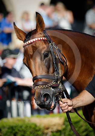 meydanprincess02_tg
