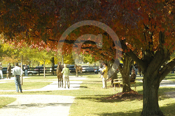 fasigtipton_sale02_hr