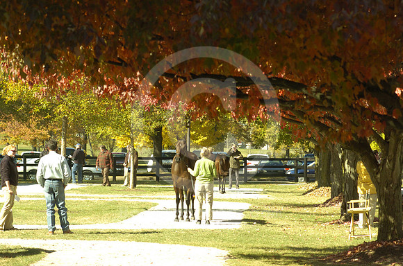 fasigtipton_sale03_hr