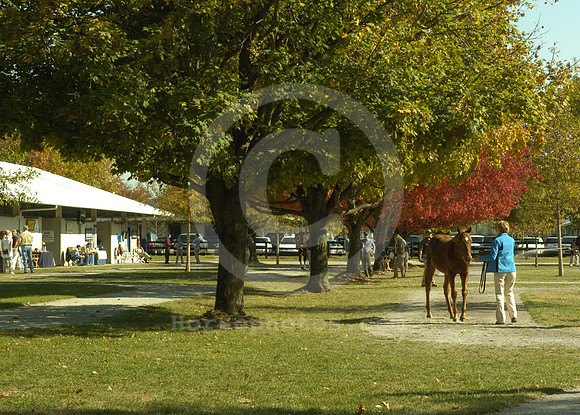 fasigtipton_sale06_hr