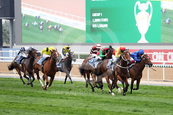 California Spangle536MEYDAN