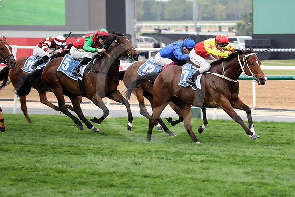 California Spangle538MEYDAN