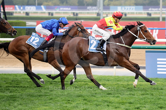 California Spangle539MEYDAN