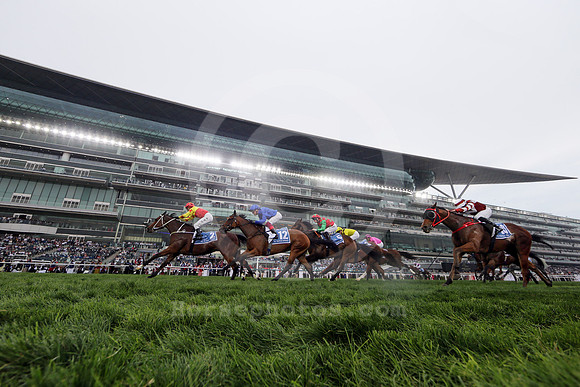 California Spangle551MEYDAN