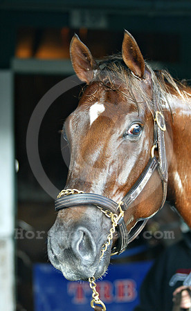 capitano04_mjm