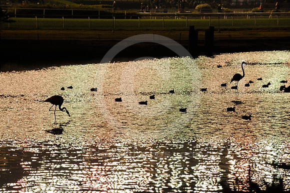 hollywoodpark_flamingos02_hr