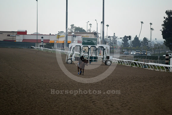 hollywoodpark04_ljp