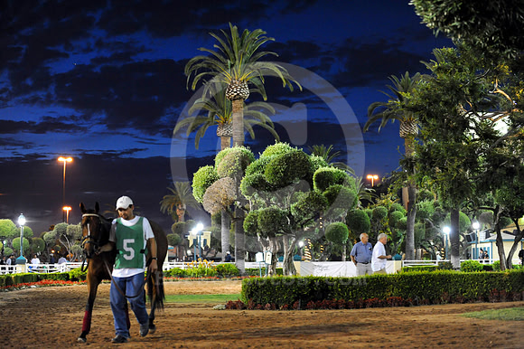 hollywoodpaddock_night_jn