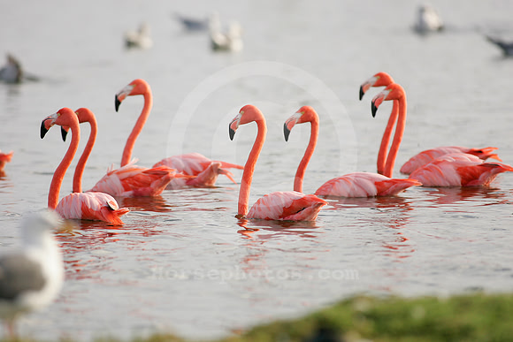 hollywoodparkflamingos01_ae